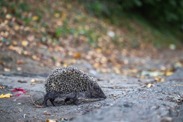 动作直接被 动作直接被