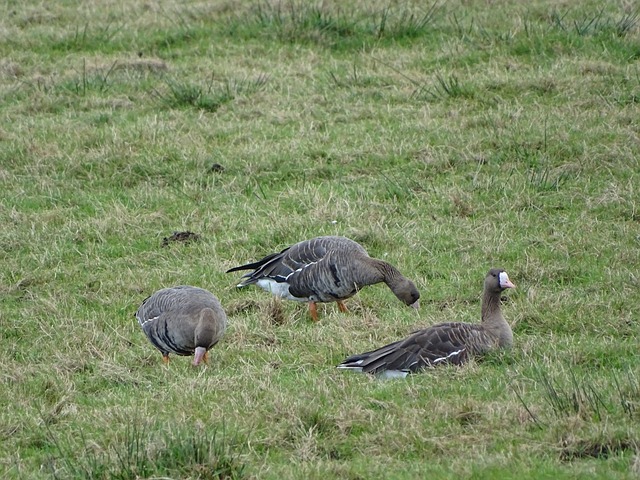 里尼奥多元 里尼奥多元